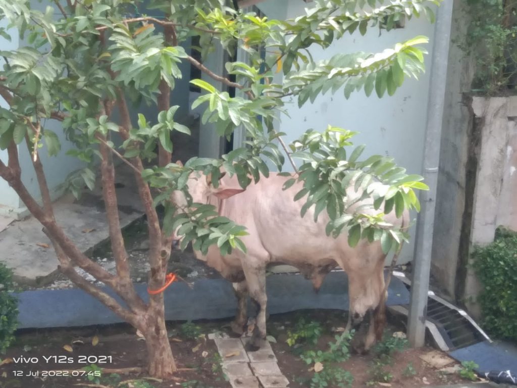 Idul Adha Kurban Sapi Fakultas Ushuluddin Adab dan Dakwah IAIN SBJ Cirebon